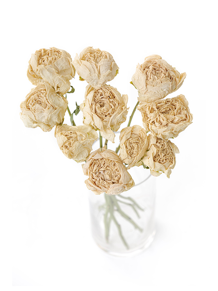 【ドライ】シャクヤク　深山の雪の全体写真のアップ