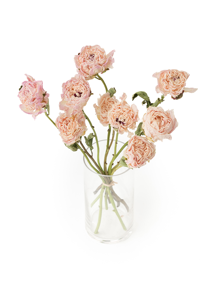 【ドライ】シャクヤク(薄ピンク)　品種おまかせの全体写真のアップ