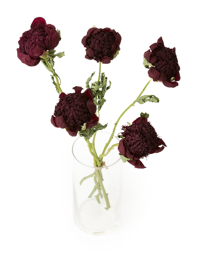 【ドライ】シャクヤク　レッドチャームの全体写真のアップ