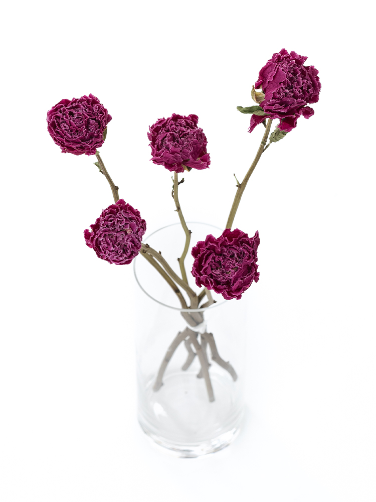 【ドライ】芍薬　夕映の全体写真のアップ