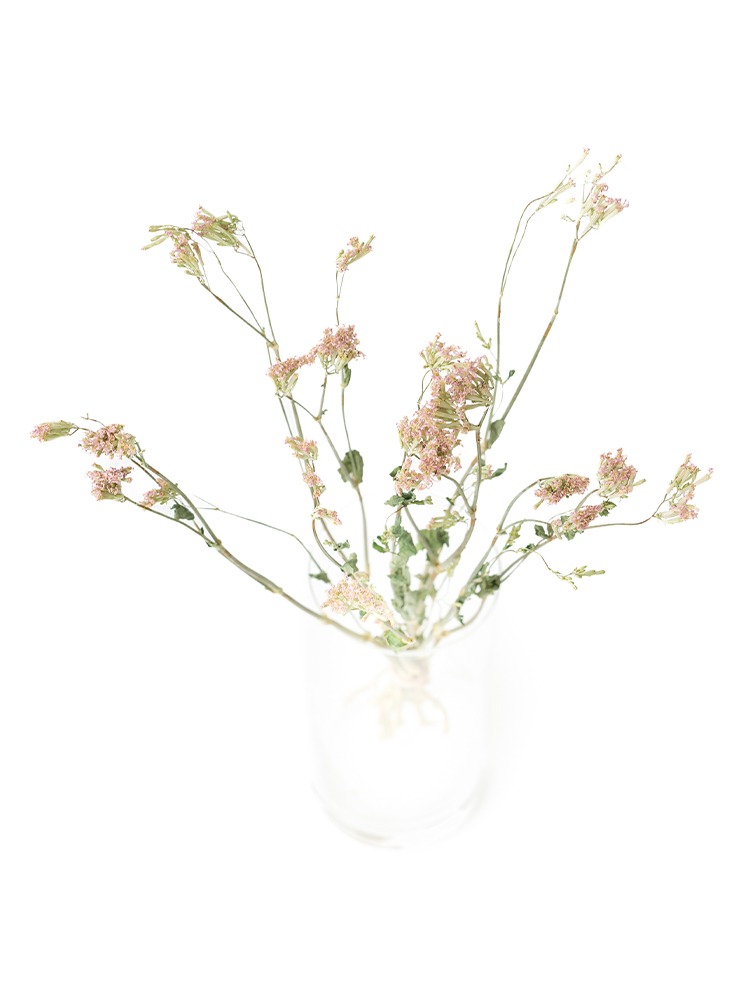 【ドライ】シレネ　サクラコマチの全体写真のアップ