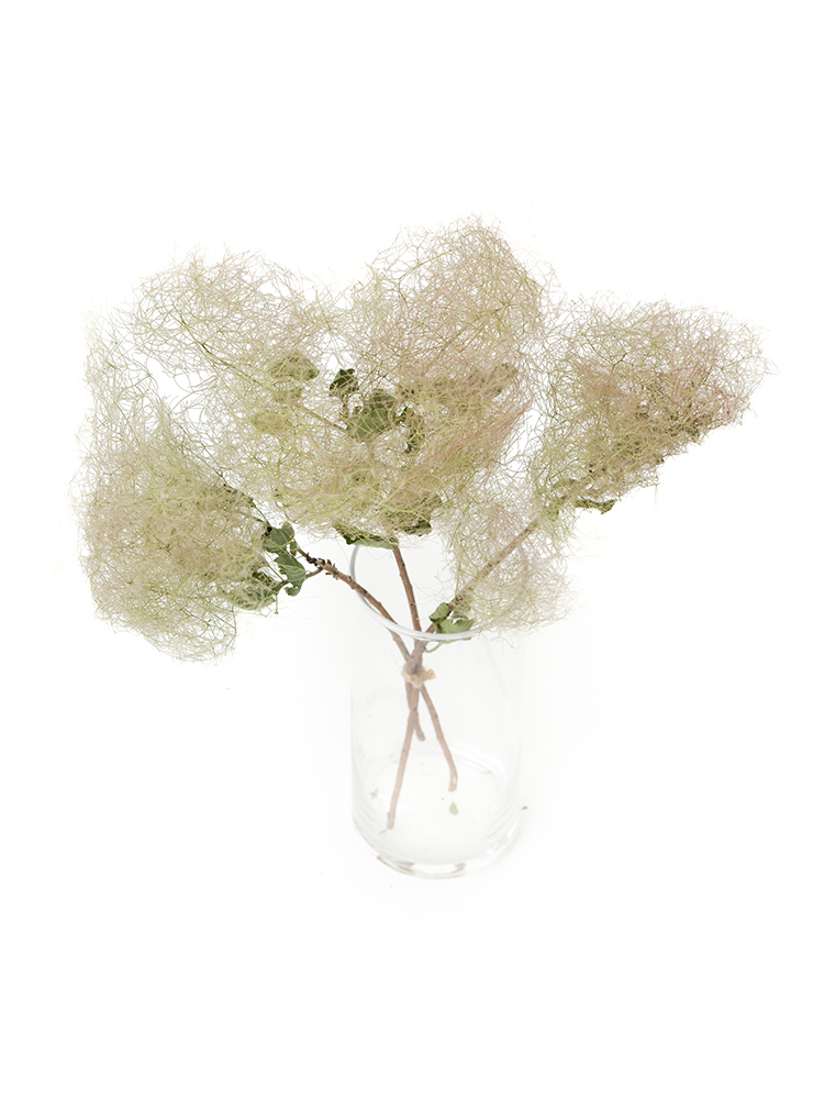 【ドライ】スモークツリー(緑)　品種おまかせの全体写真のアップ