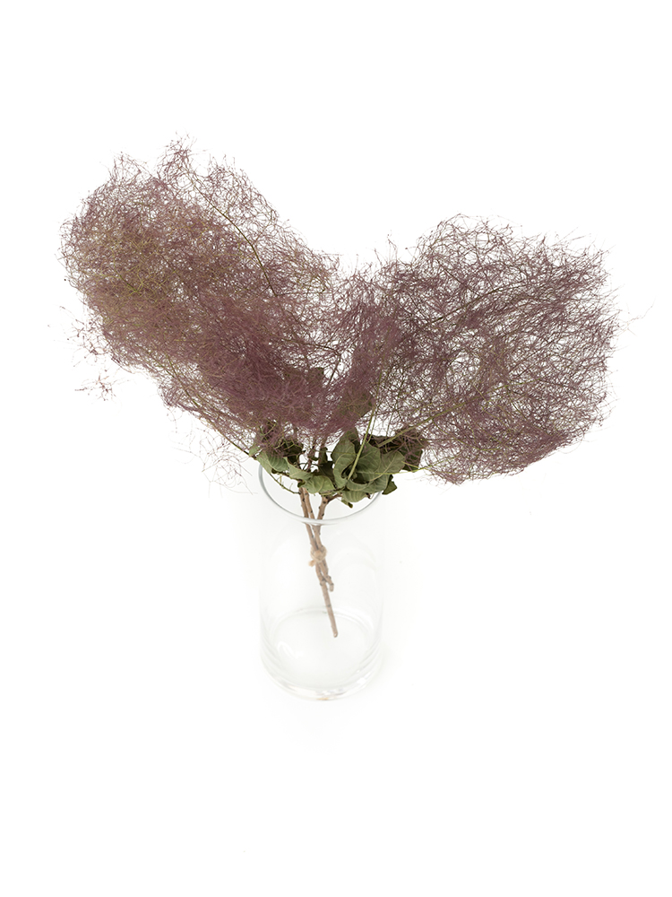 【ドライ】スモークツリー(紫)　品種おまかせの全体写真のアップ