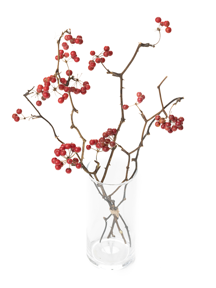 【ドライ】サンキライ　品種おまかせ(赤)の全体写真のアップ