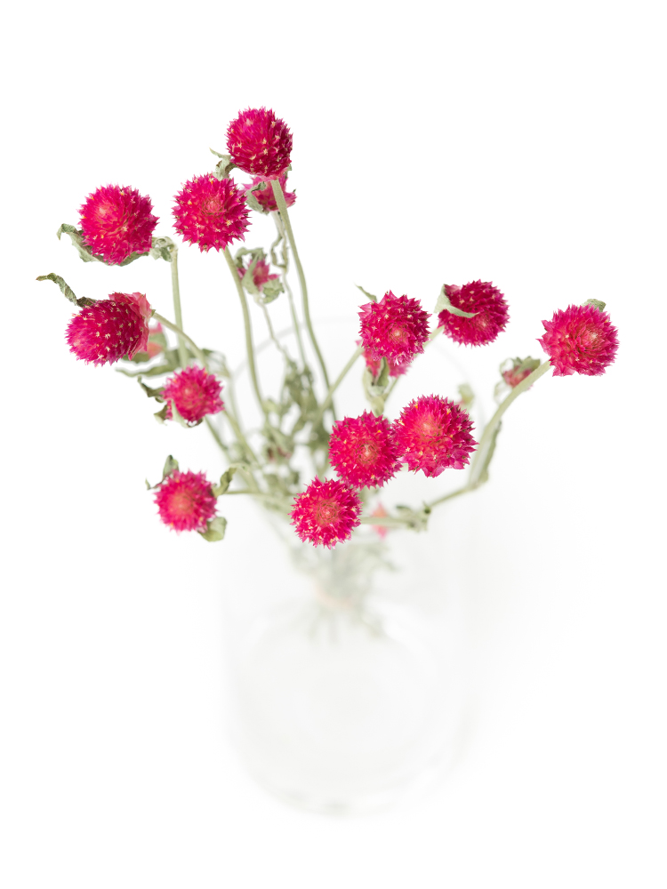 【ドライ】センニチコウ(ピンク)　品種おまかせの全体写真のアップ