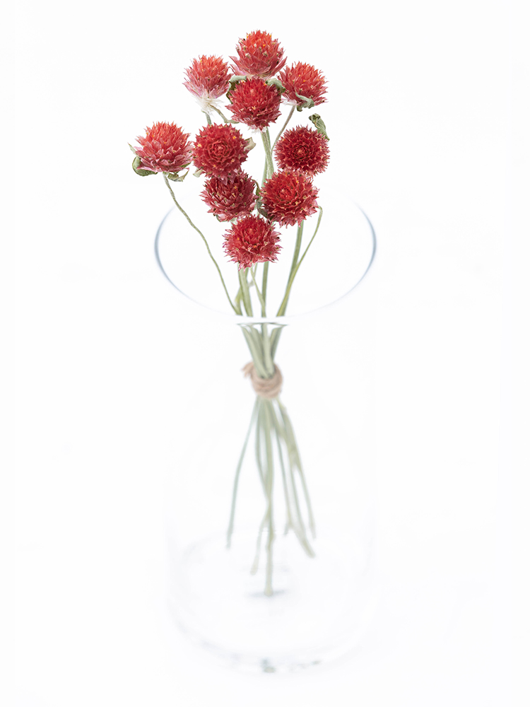 【ドライ】センニチコウ　品種おまかせ(赤)の全体写真のアップ