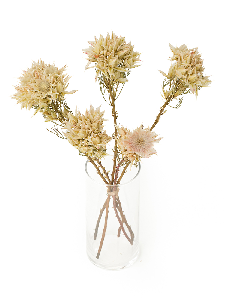 【ドライ】セルリア(白) 品種おまかせの全体写真のアップ