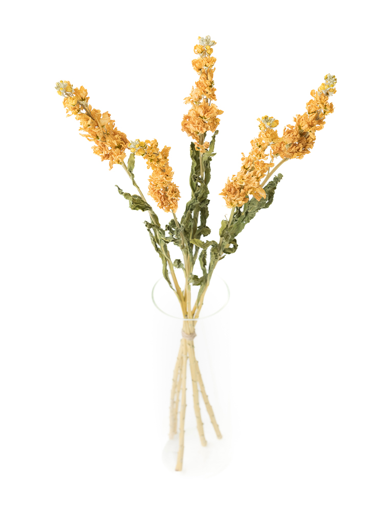 【ドライ】ストック　アイアンアプリコットの全体写真のアップ