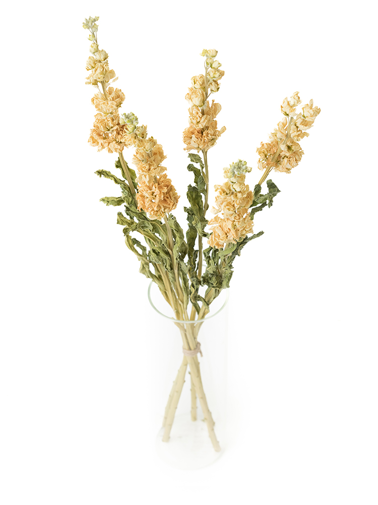 【ドライ】ストック　ホワイトアローの全体写真のアップ