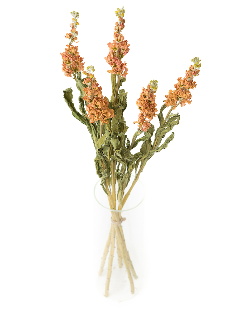 【ドライ】スプレーストック アプリコットカルテットの全体写真のアップ