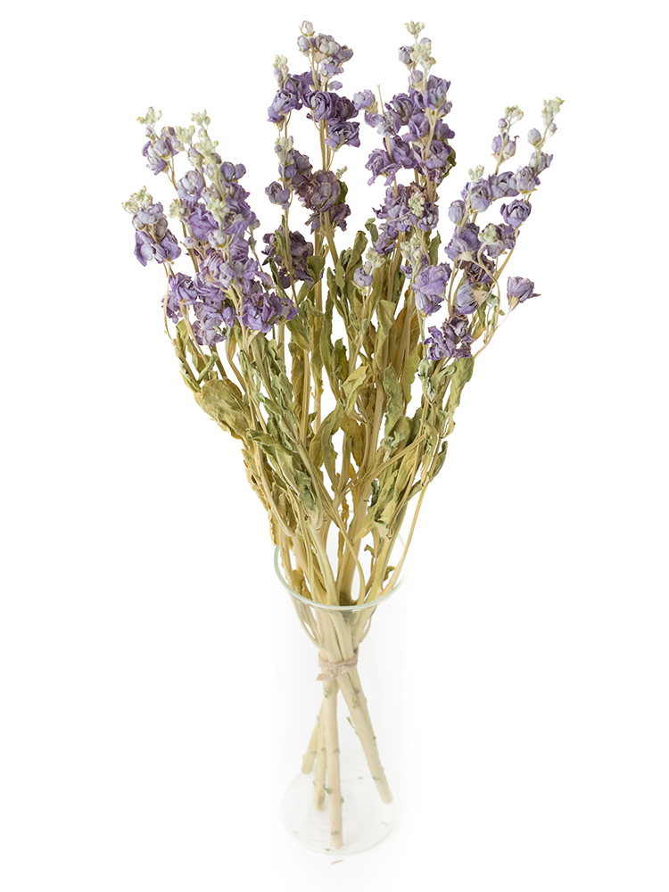 【ドライ】スプレーストック マリンカルテットの全体写真のアップ