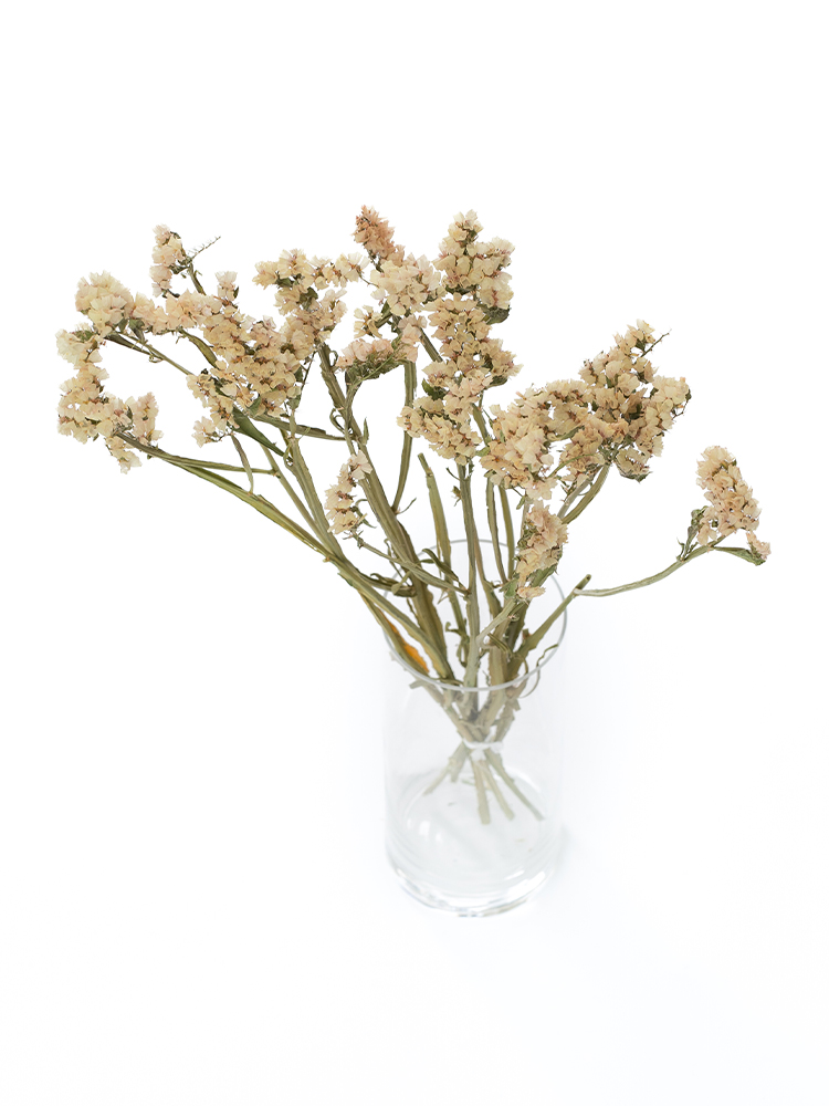 【ドライ】スターチス　アプリコットエーゼの全体写真のアップ