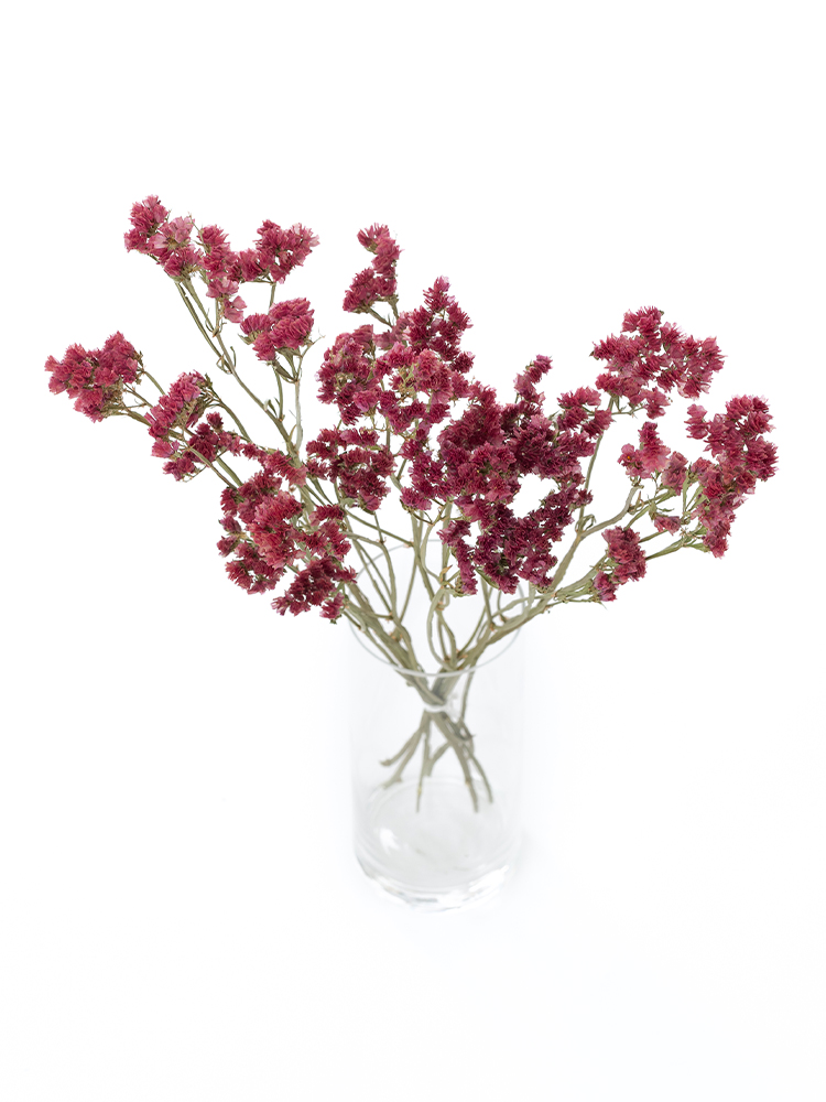 【ドライ】スターチス　ガーネットの全体写真のアップ