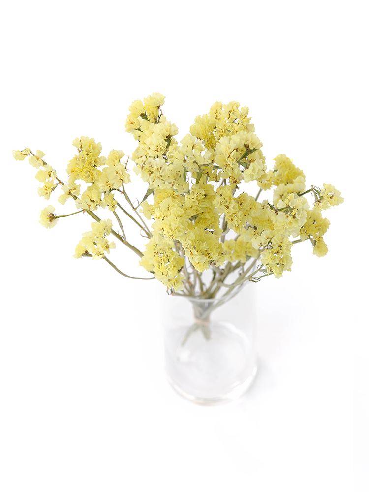 【ドライ】スターチス　キシュウFイエローの全体写真のアップ