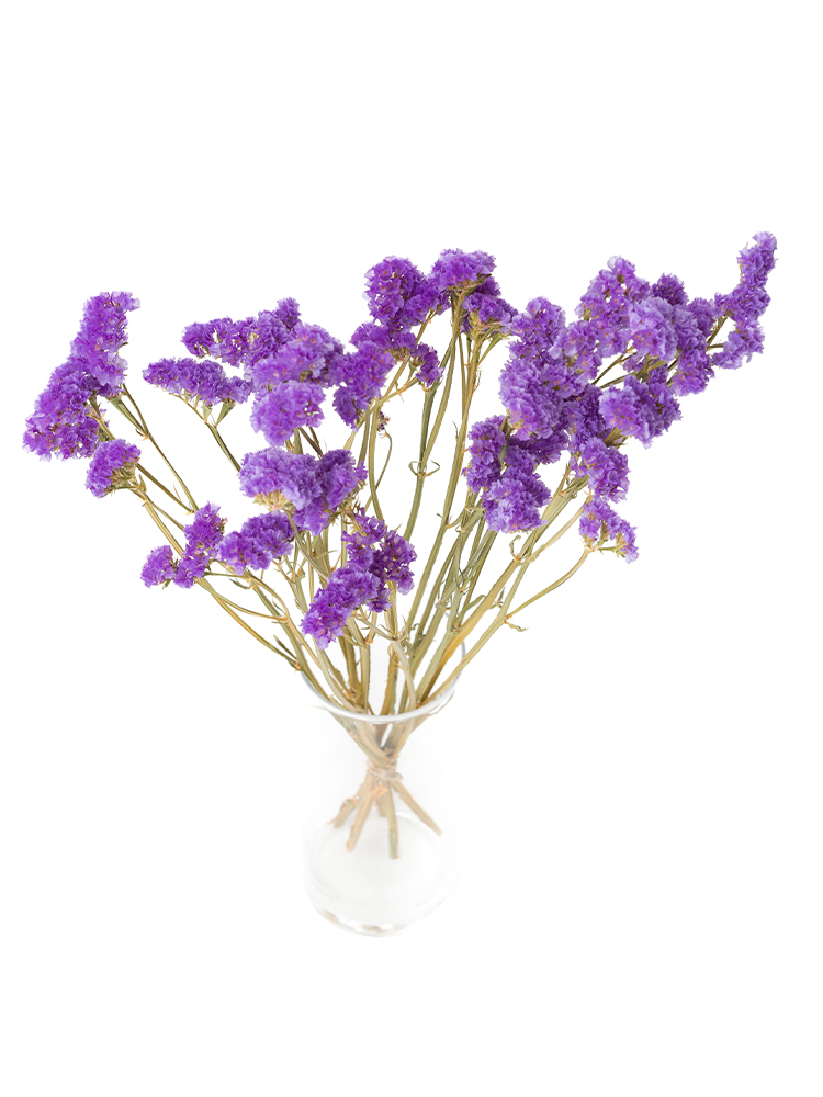 【ドライ】スターチス　サンデーバイオレットの全体写真のアップ