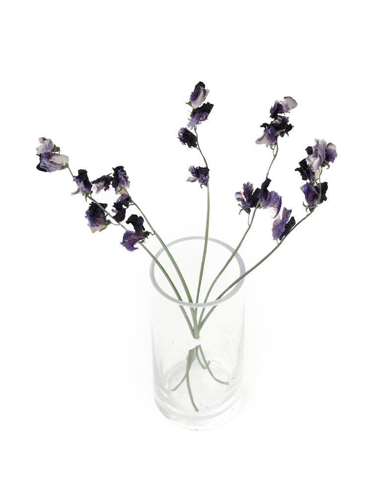 【ドライ】スイートピー 紅式部の全体写真のアップ