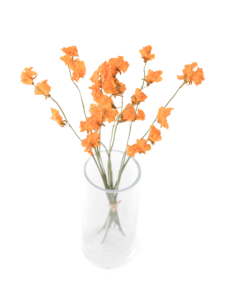 【ドライ】スイートピー　品種おまかせ(オレンジ)の全体写真のアップ