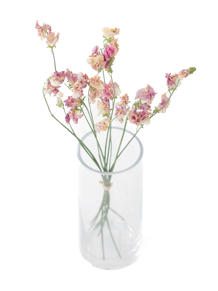 【ドライ】スイートピー　品種おまかせ(ピンク)の全体写真のアップ