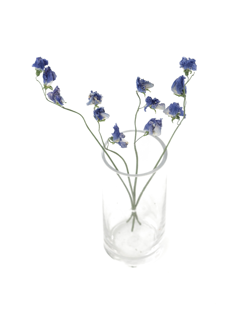 【ドライ】スイートピー(紫)　品種おまかせの全体写真のアップ