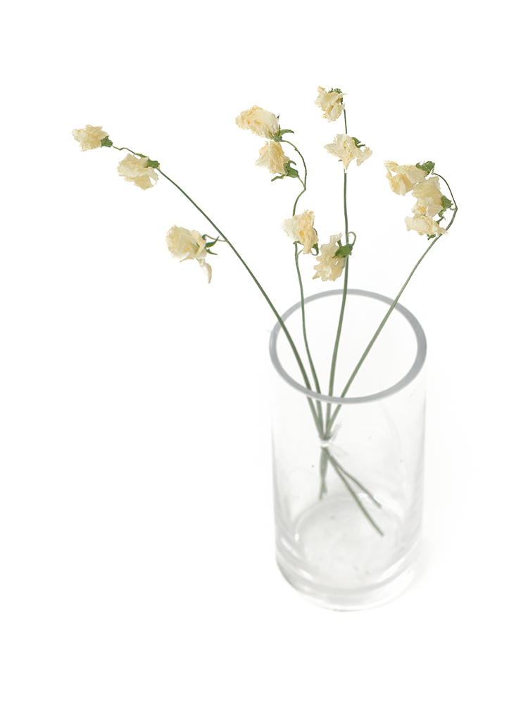 【ドライ】スイートピー(白)　品種おまかせの全体写真のアップ