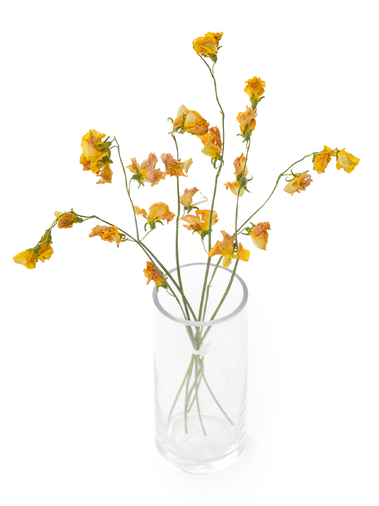 【ドライ】スイートピー(黄)　品種おまかせの全体写真のアップ