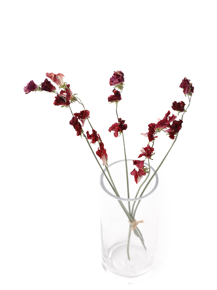 【ドライ】スイートピー　スカーレットの全体写真のアップ