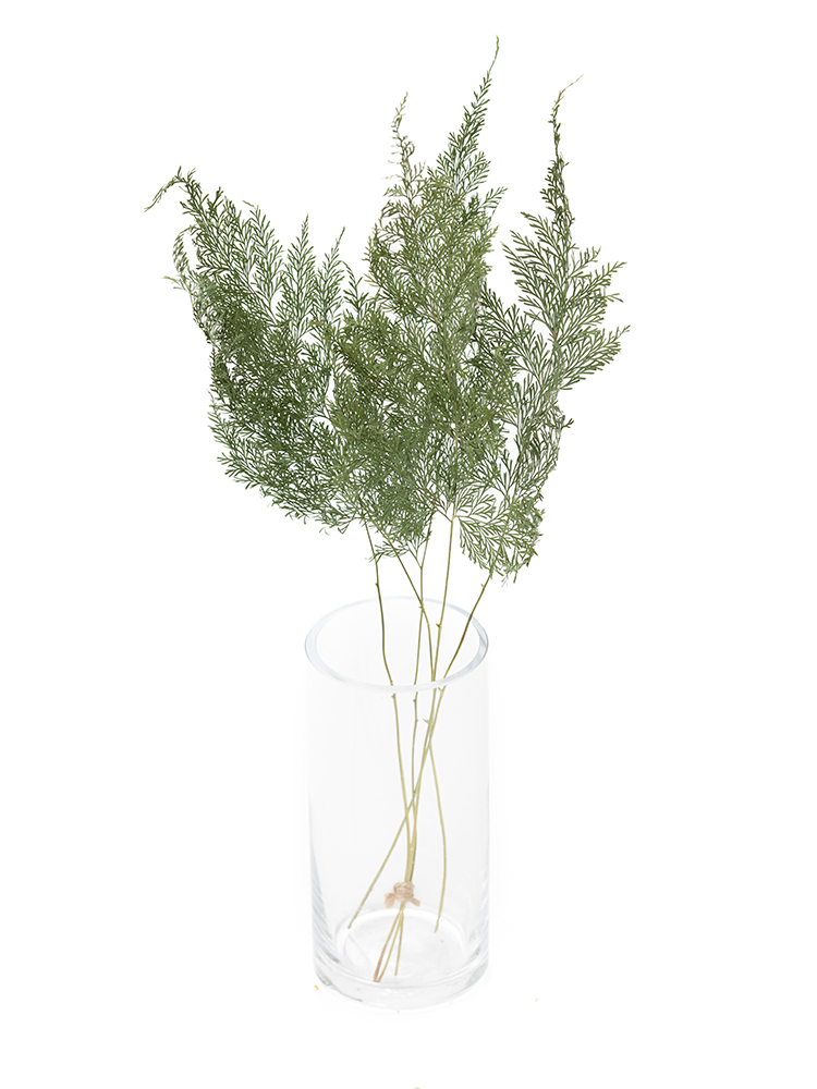 【ドライ】タバリアファン(緑)　品種おまかせの全体写真のアップ