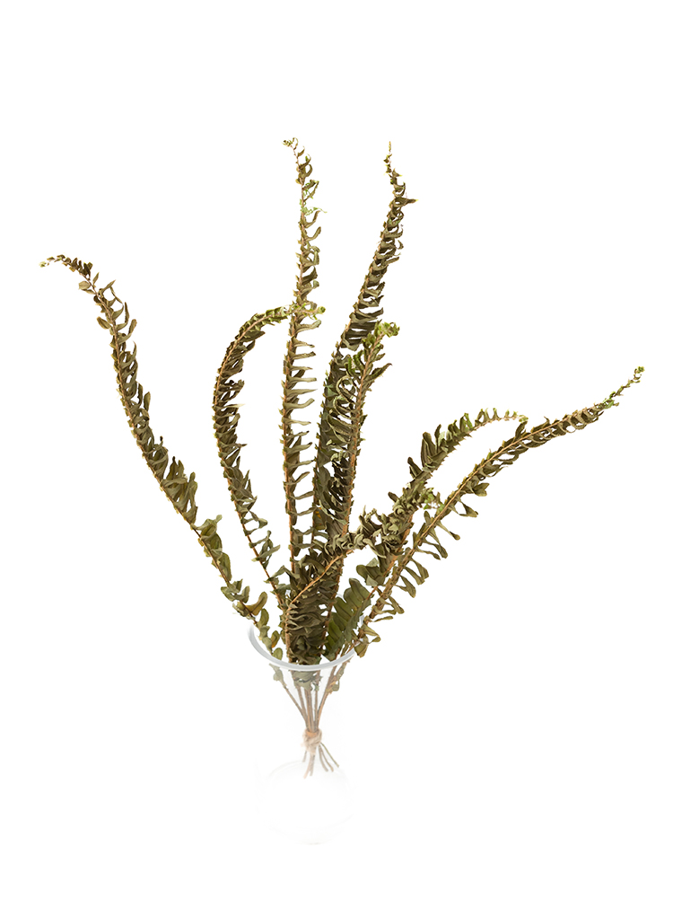 【ドライ】タマシダ(緑)　品種おまかせの全体写真のアップ