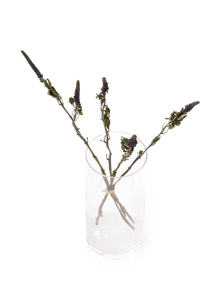 【ドライ】ベロニカ　ブルービクトリーの全体写真のアップ