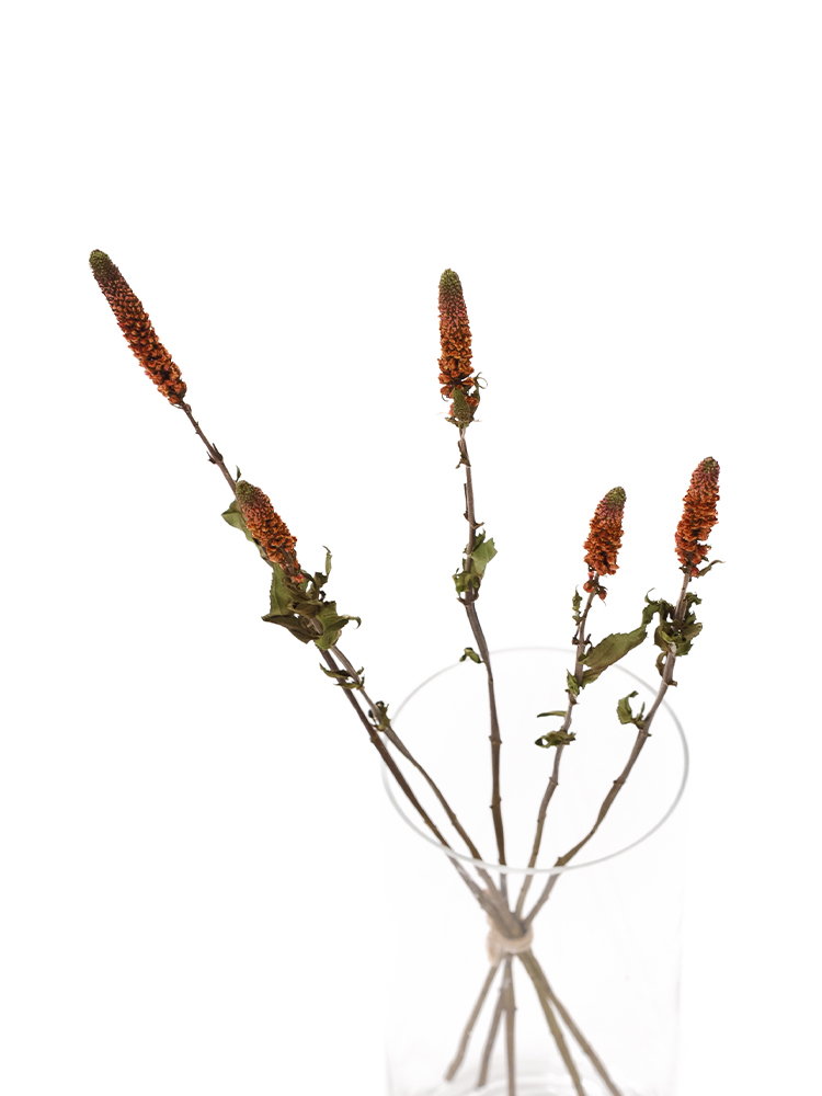 【ドライ】ベロニカ　ピンクビクトリーの全体写真のアップ