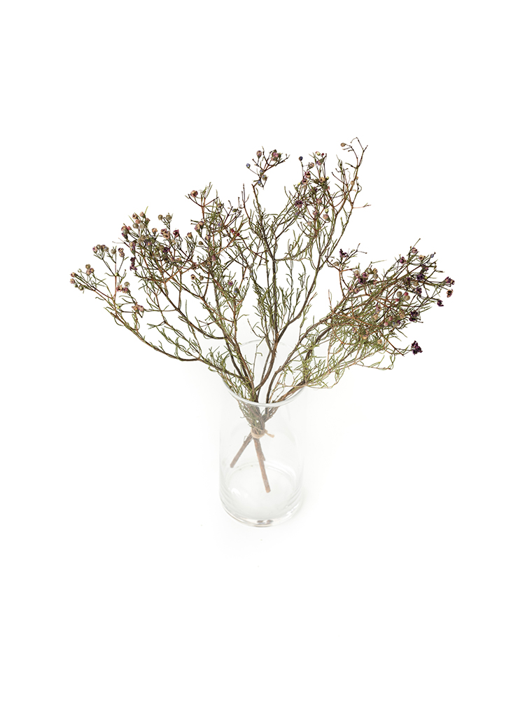 【ドライ】ワックスフラワー　ワックスピンクの全体写真のアップ