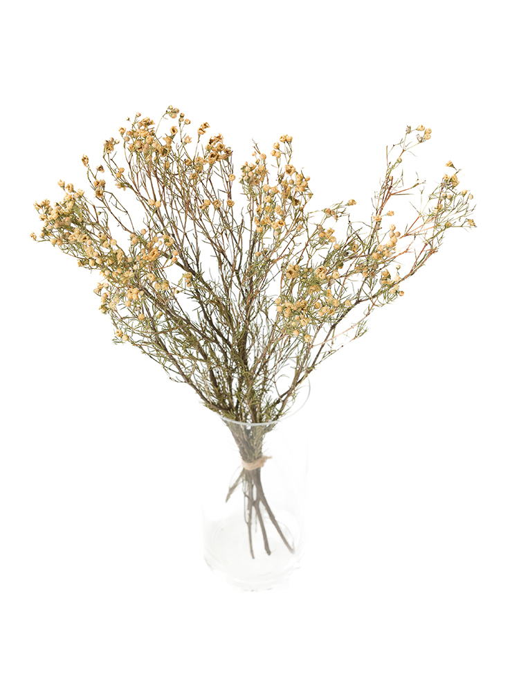 【ドライ】ワックスフラワー　W.ガイの全体写真のアップ