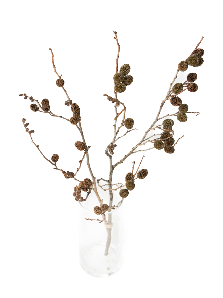 【ドライ】ヤシャ(茶)　品種おまかせの全体写真のアップ