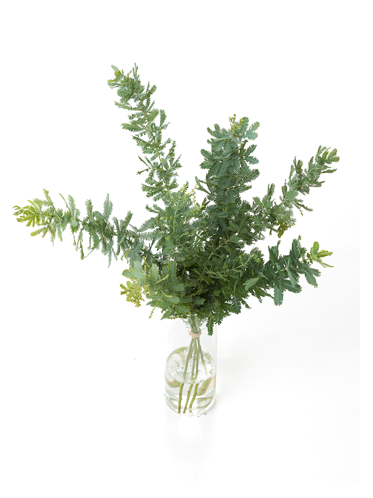 【生花】アカシア 銀葉アカシアの全体写真のアップ