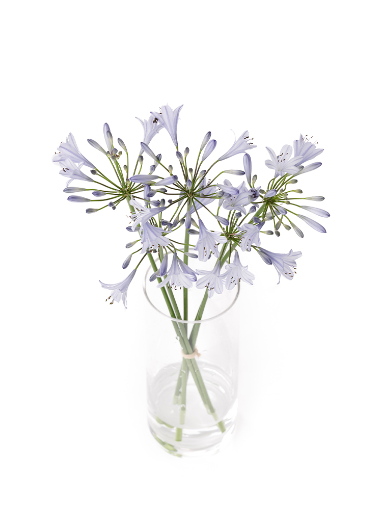 【生花】アガパンサス ブルーベイビーの全体写真のアップ