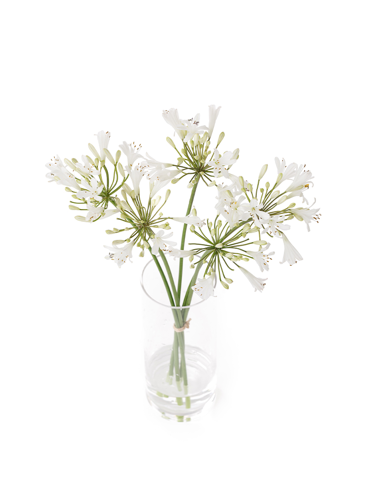 【生花】アガパンサス(白) 品種おまかせの全体写真のアップ