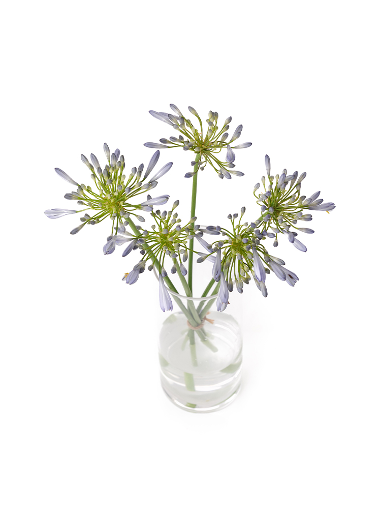 【生花】アガパンサス スーパーブルーの全体写真のアップ