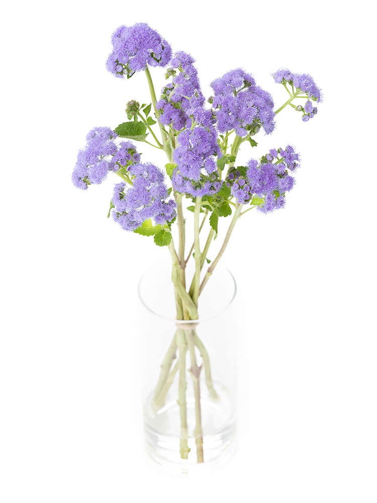 【生花】アゲラタム トップブルーの全体写真のアップ