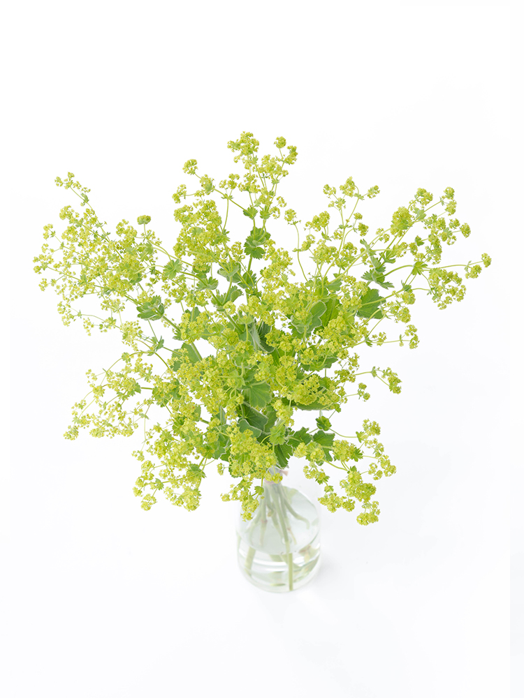 【生花】アルケミラ アルケミラモリスの全体写真のアップ