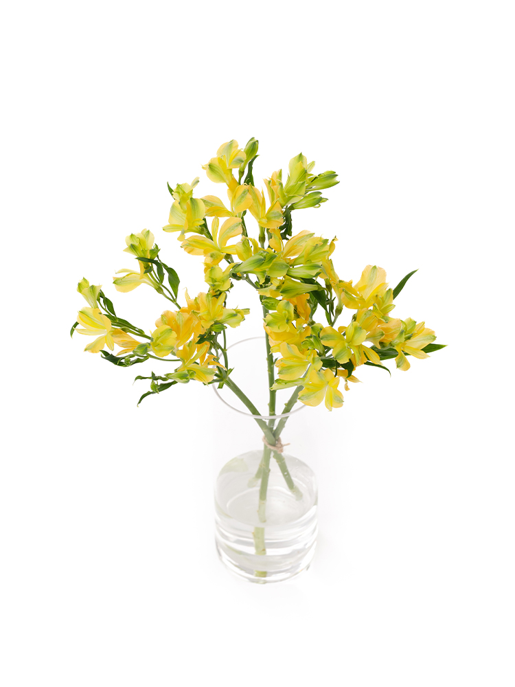 【生花】アルストロメリア(フロリンカ) ファンファーレの全体写真のアップ