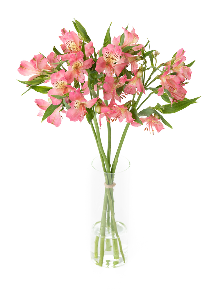生花】アルストロメリア(濃ピンク) 品種おまかせ【60cm/愛知県 生花】アルストロメリア(濃ピンク) 品種おまかせ【60cm/愛知県