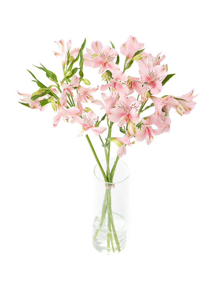 【生花】アルストロメリア 品種おまかせ(薄ピンク)の全体写真のアップ