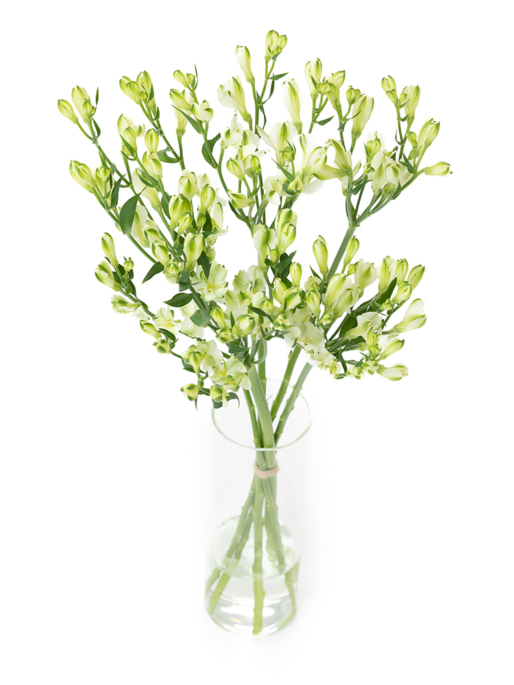 生花】アルストロメリア(フロリンカ)白緑 品種おまかせ【60cm 生花】アルストロメリア(フロリンカ)白緑 品種おまかせ【60cm