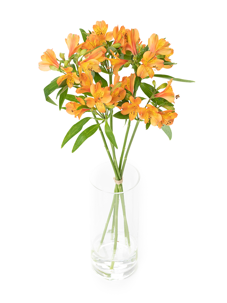 【生花】アルストロメリア 品種おまかせ(オレンジ)の全体写真のアップ
