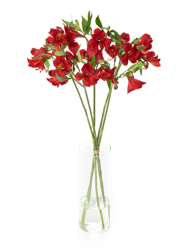 【入荷花材】アルストロメリア　品種おまかせ(赤)の全体写真のアップ