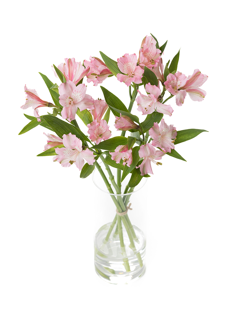 【生花】アルストロメリア プリマドンナの全体写真のアップ