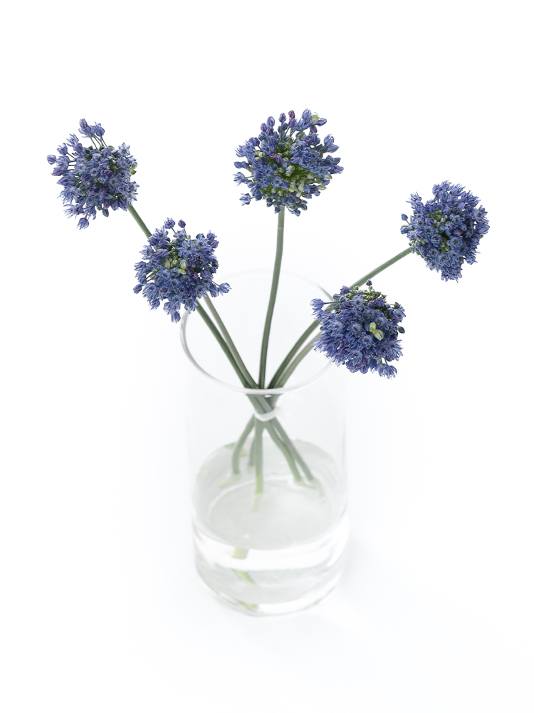 【生花】アリウム ブルーパフュームの全体写真のアップ