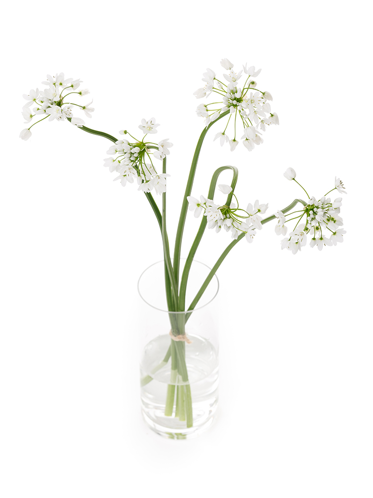 【生花】アリウム コワニーの全体写真のアップ