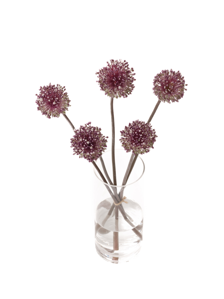 【生花】アリウム サマードラマーの全体写真のアップ