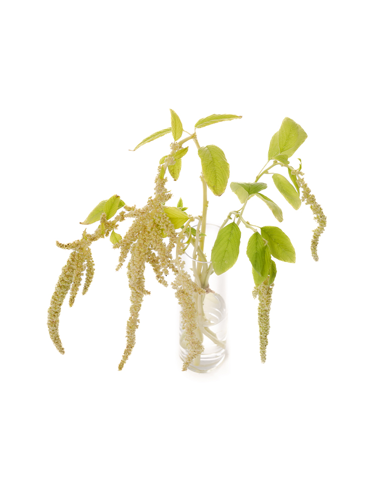 【生花】ケイトウ(アマランサス) コーダタスビリディスの全体写真のアップ